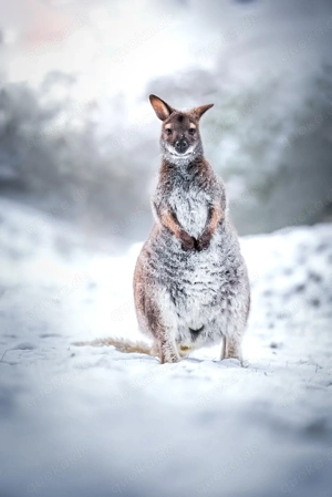 Biete Handaufzucht für Känguru an
