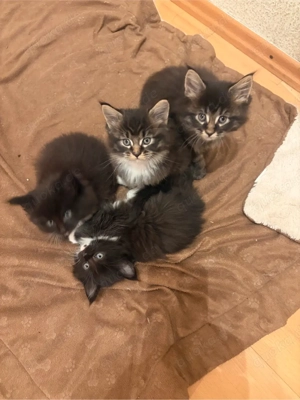 Main Coon Kitten Bild 6