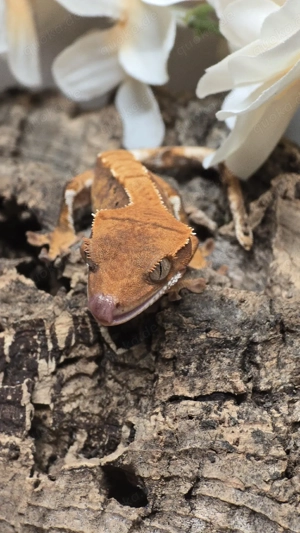 Kronengecko 0.0.1 poss. Tangerine