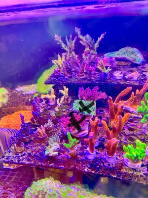 Meerwasser korallen stock und ableger 