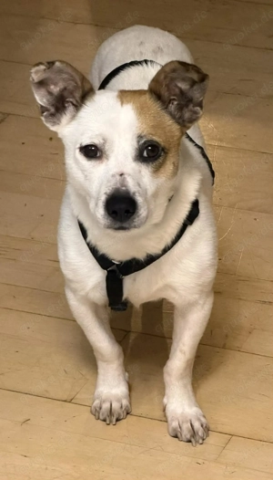 Sensibler, kleiner Nougat .......