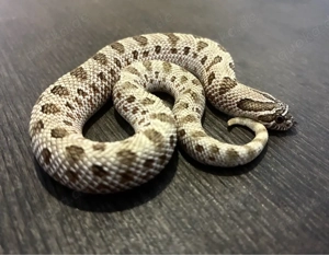 0.1 Arctic Conda Hakennasennattern   Heterodon Nasicus NZ25