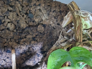 1.0 Kronengecko -Lilly White- NZ 2024