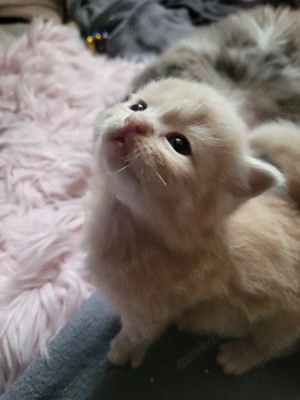 Süße Maine Coon Perserkitten suchen dich 