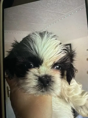Shih-tzu welpe