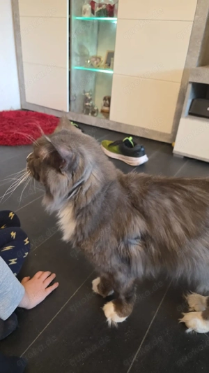 Ein sanfter Maine-Coon-Riese sucht dringend ein liebevolles Zuhause