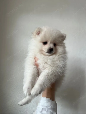 Süße zwergspitz Welpin 3 Monate alt sucht liebevolles Zuhause.