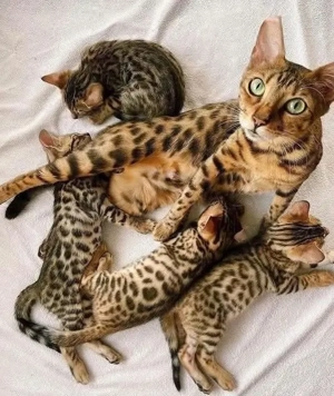 Tiger-Bengal-Kätzchen!!! WhatsApp: 015777944807  