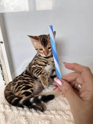 Reinrassige Tiger-Bengal-Kätzchen!!! 