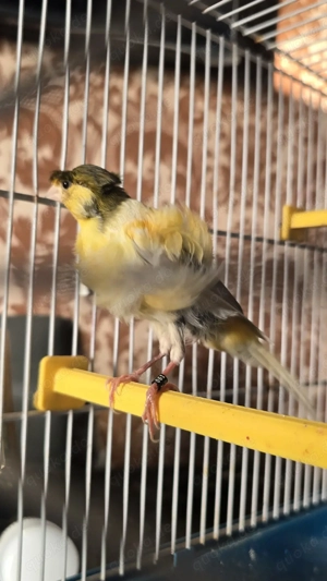 Männliche Fiorino-kanari 2025 vogel 