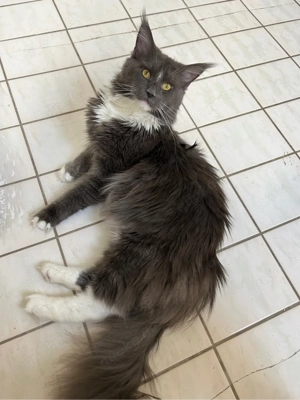 Maine Coon Kater - 2,5 Jahre - nicht kastriert - blau