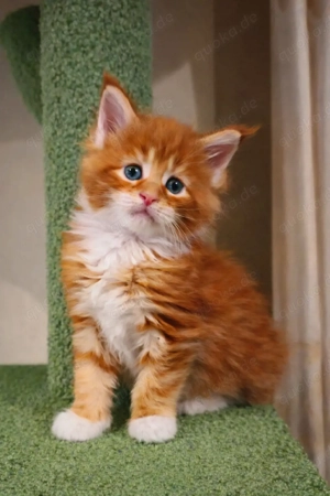 Nur noch eine Traum Maine Coon  Weiblich