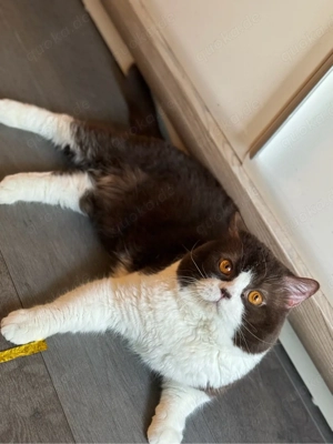 Bkh Deckkater mit Stammbaum Chocolate White 