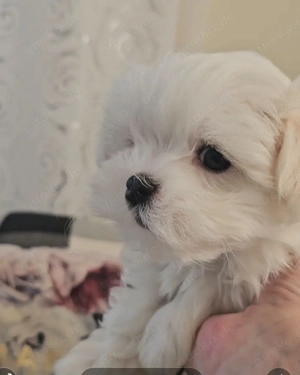 Wunderschöne kleinbleibende reinrassige Malteser Welpen 