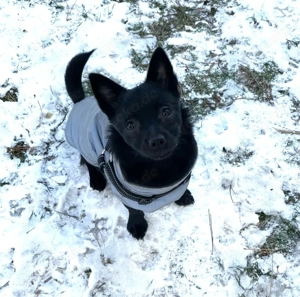 Kleine Hündin Chihuahua Mix  