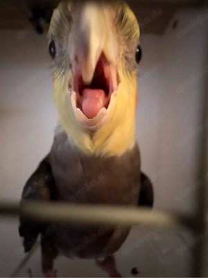 Liebevolles Zuhause für Nymphensittich Cucuvis gesucht.