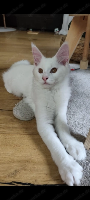 Maine Coon xxl Kater Bild 2