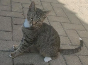 Kater Spitzi (geb. 26.03.2024)