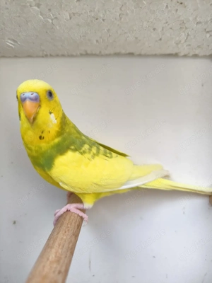 Wellensittiche zu verkaufen 