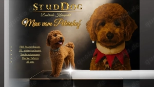 Max vom Petershof Zwergpudel Kleinpudel Fawn Red Apricot Deckrüde