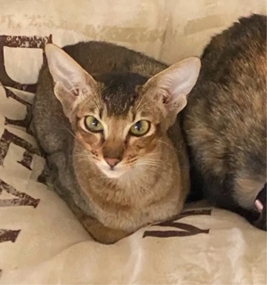 Hübsches OKH-Abessinier-Mixmädchen abzugeben 