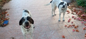 Notfall Rambo und Inka, 3 Jahre alt 