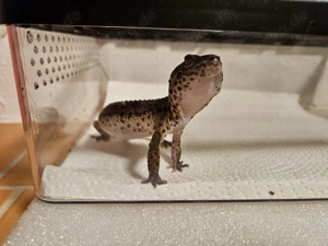 Black Night Nature, Leopardgecko Weibchen 0.1, 1,5 Jahr Bild 3