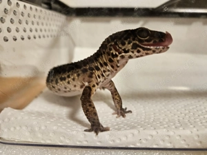 Black Night Nature, Leopardgecko Weibchen 0.1, 1,5 Jahr