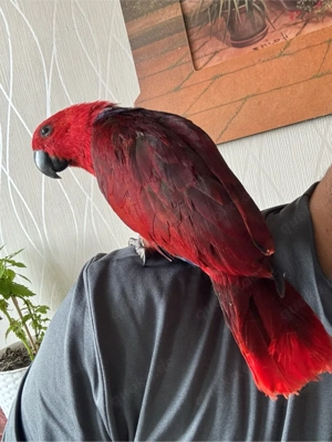 Edelpapagei weibchen zahm Bild 2