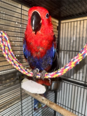 Edelpapagei weibchen zahm Bild 4