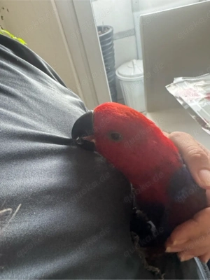 Edelpapagei weibchen zahm Bild 3