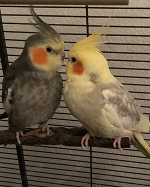 Nymphensittich Pärchen  Bild 3