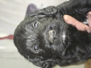 Wunderschöne Labradoodle in medium