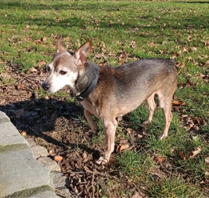 Kleine Luna sucht ein Zuhause