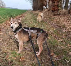 Kleine Luna sucht ein Zuhause Bild 3