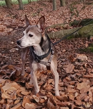 Kleine Luna sucht ein Zuhause Bild 2