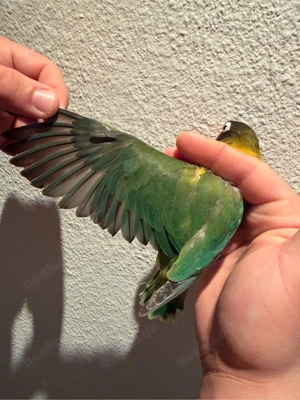 Lovebird Weibchen mit DNA-Nachweis (1 1,5 Jahre)   gesund