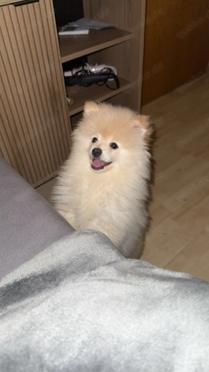 Pomeranian 