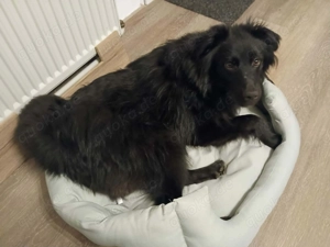 hübscher, lieber, aktiver, verspielter Rüde "Parker" sucht ein schönes Zuhause 