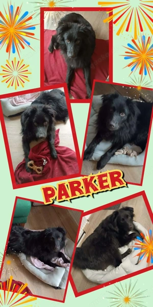 hübscher, lieber, aktiver, verspielter Rüde "Parker" sucht ein schönes Zuhause 