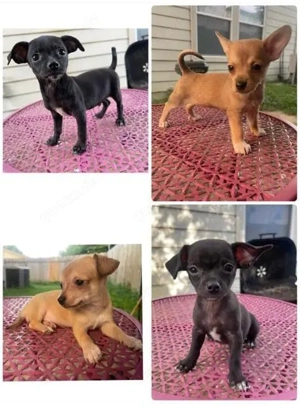 Seltene reinrassige Chihuahua-Welpen ab diesem Wochenende verfügbar!