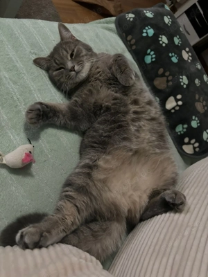 2  BKH mädels suchen liebevolles Zuhause 