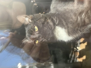 BKH Mix Kitten 6 Monate 