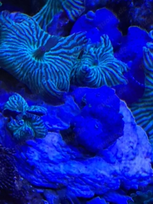 Ablegerstein mit Anemonen