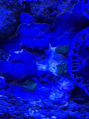 Ablegerstein mit Scheiben Anemonen