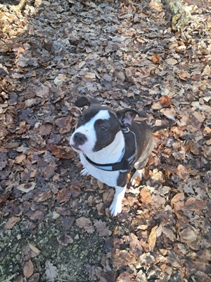 kuschel maus sucht ein neues Zuhause 