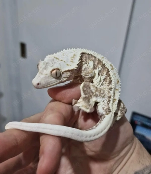 1.0 High White Orange Lilly White Kronengecko *reserviert* Bild 7