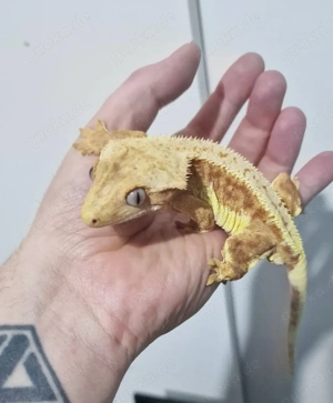 1.0 High White Orange Lilly White Kronengecko Correlophus ciliatus