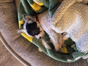 Hündin Malteser Ciwawa 