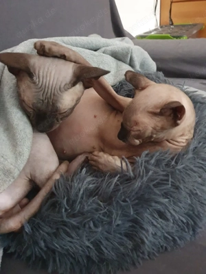 Sphinxpaar abzugeben